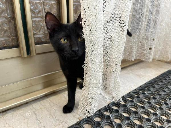 GINA: DOLCISSIMA MICINA DI 5 MESI CERCA FAM. Foto 2